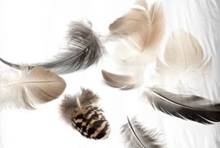 Housse de couette plumes